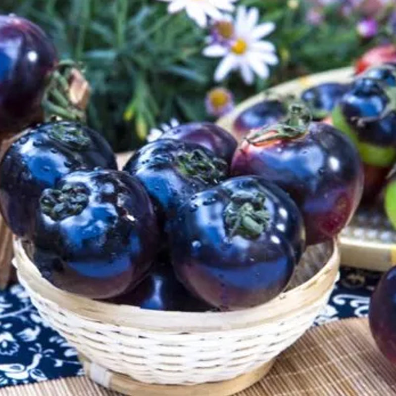 Tomate negro - Reina de belleza negra