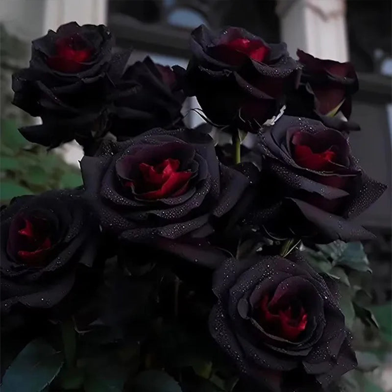 Semillas de flores raras de rosa roja y negra