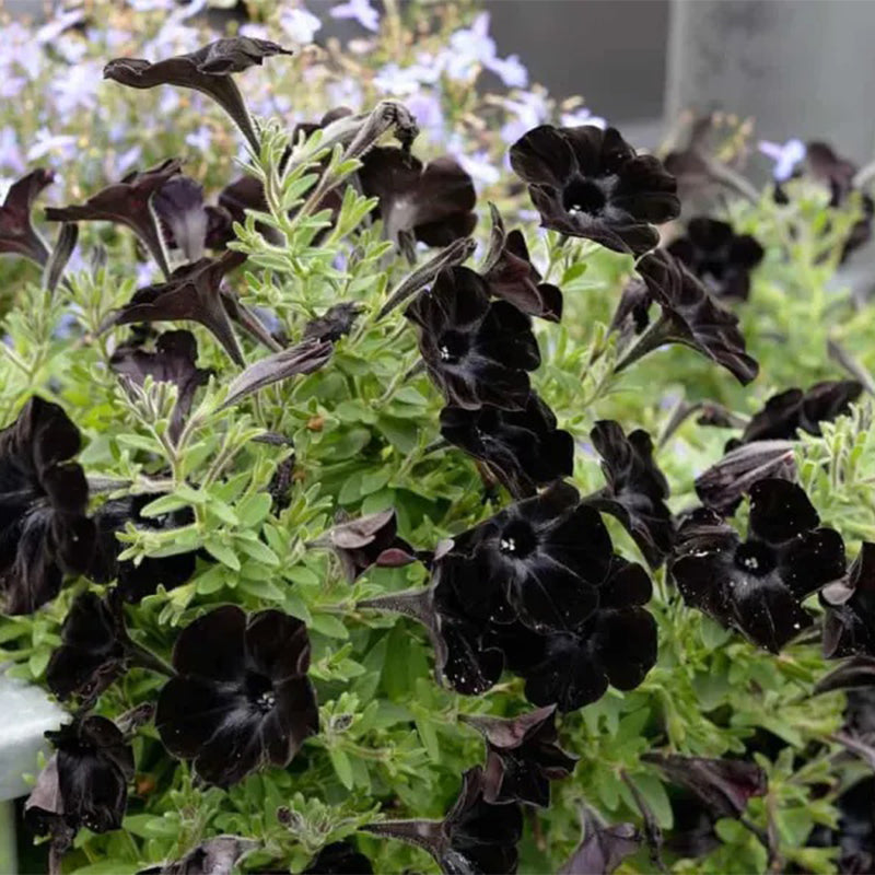 Black Petunia Seeds