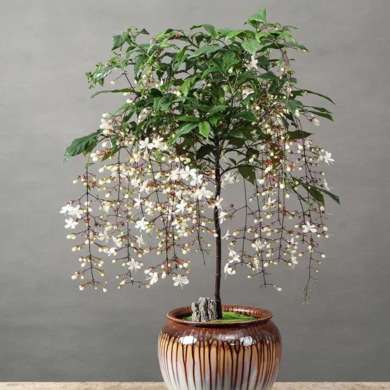 You Are My Life-Trailing Jasmine Flowers Seeds