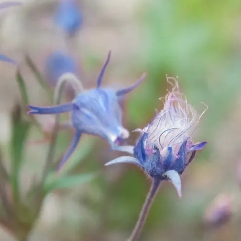 Flor de humo de pradera azul