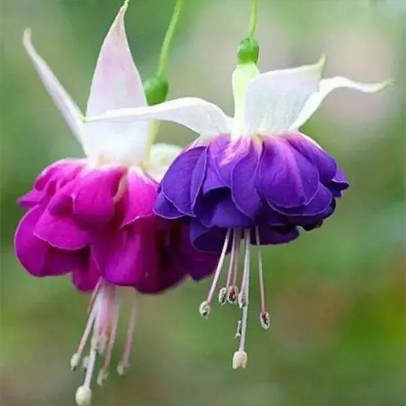 Fuchsia Hybrida Voss Seeds The fairy flower