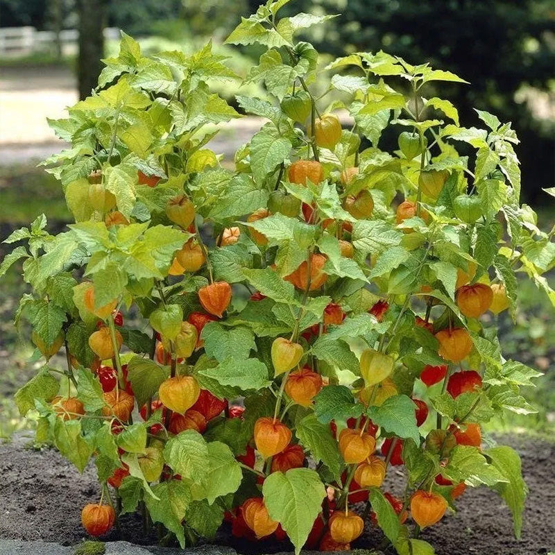 Physalis alkekengi,Strawberry groundcherry,Winter Ground Cherry - Chinese Lantern Seeds