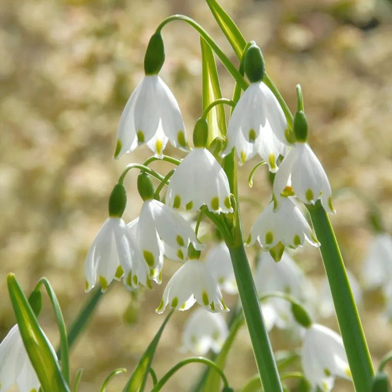 Copo de nieve de verano PureBeauty, nuevos comienzos