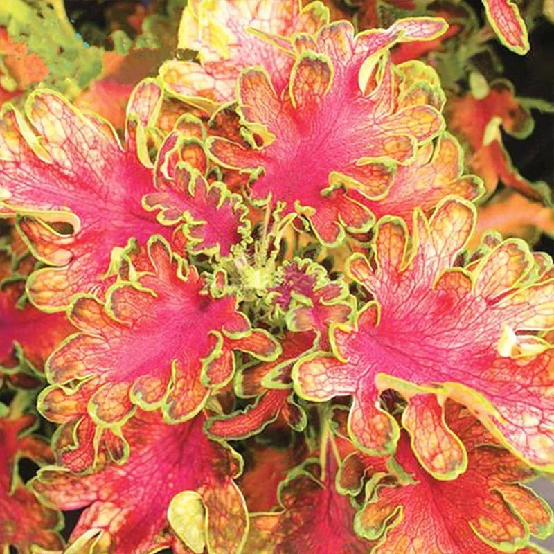Coleus Bonsai Flower Leaf Plants Rainbow Dragon Seeds