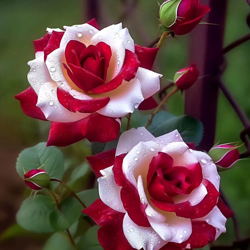 Semillas de rosas gemelas de corazón rojo