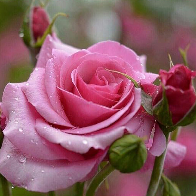 Mixed Multicolored Rose Flower Seeds Perennial Flowers Rare Plants