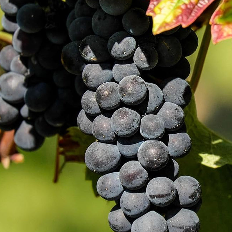 Grape Seeds Vine Fruit Seeds Mix Plant Home Garden