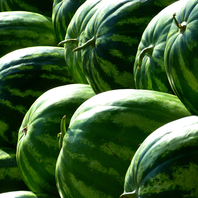 Semillas de sandía azul raras, frutas dulces y jugosas, alta tasa de germinación