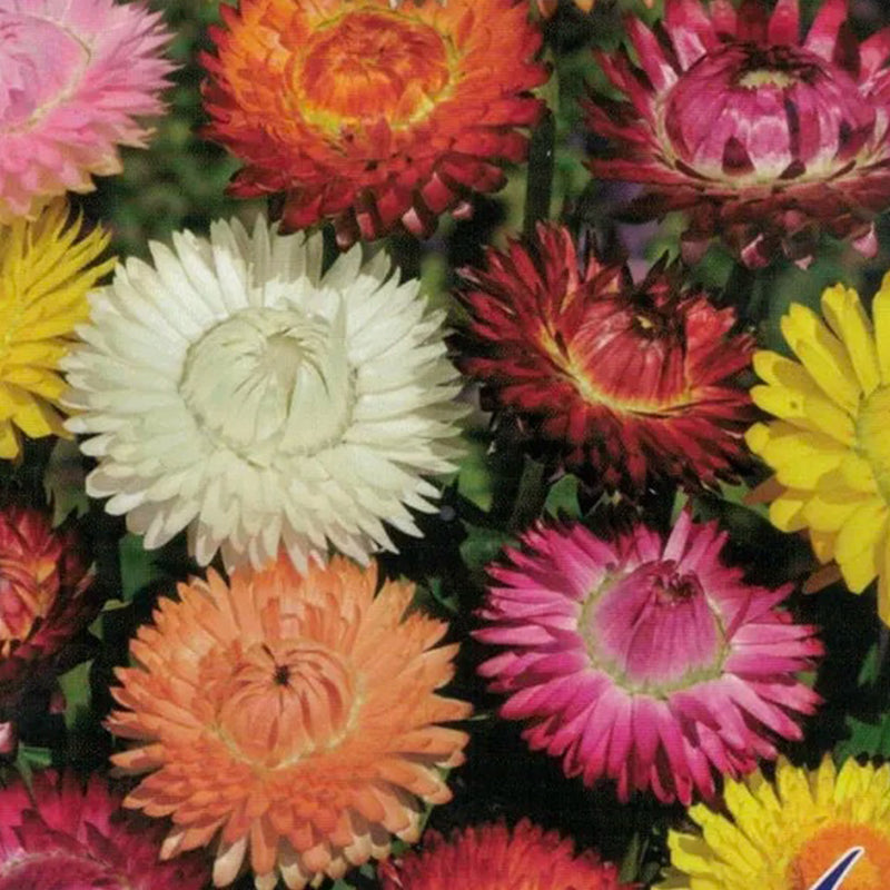 Semillas de flores de helicriso, margaritas perennes y flores de paja mixtas