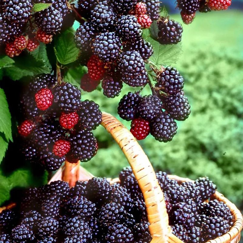 Sweet Giant Blackberry: Huge, Juicy Blackberries Await!