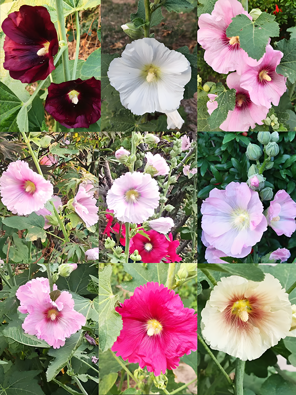 Hollyhock Seeds - Single Mix