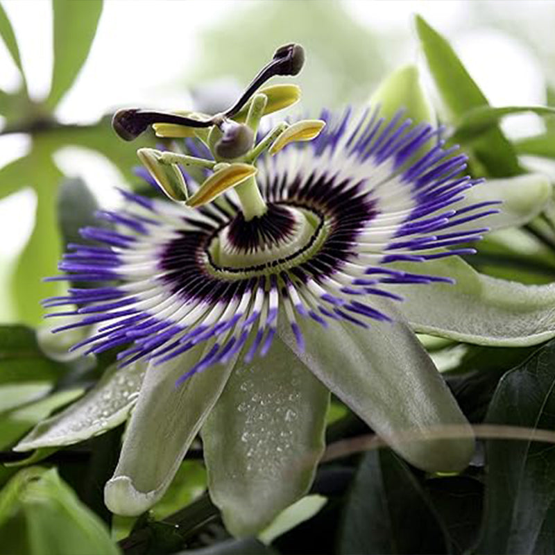 Semillas de pasiflora morada, hermosa flor exótica, perenne, para jardín al aire libre, flores cortadas para plantar, sin OGM