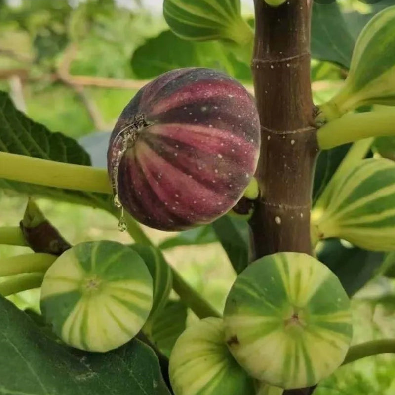 Rainbow Figs Seeds higher quality