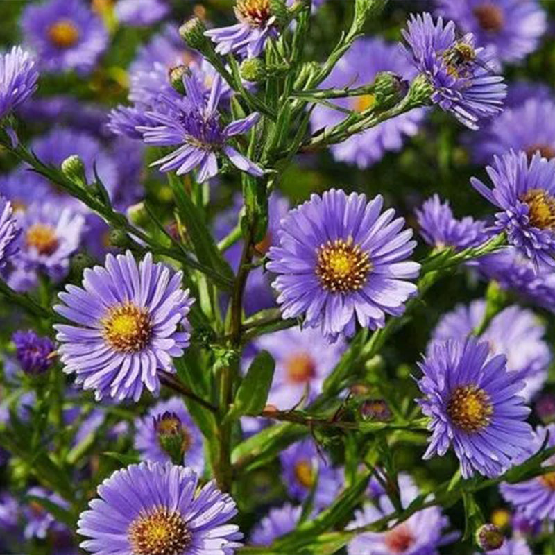 Margaritas moradas: gema amatista