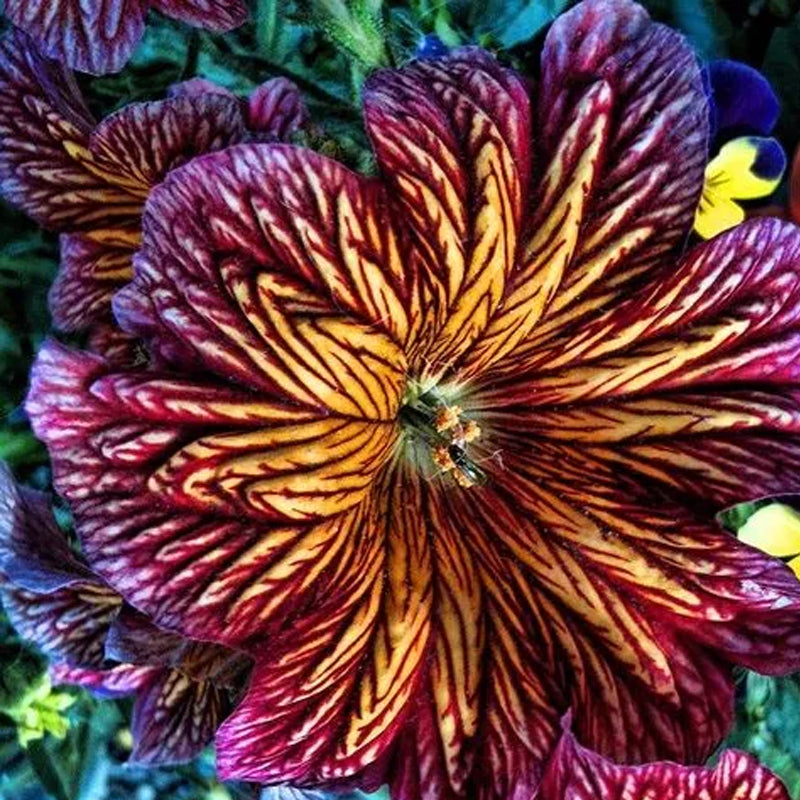 Semillas de gloria de la mañana chilena