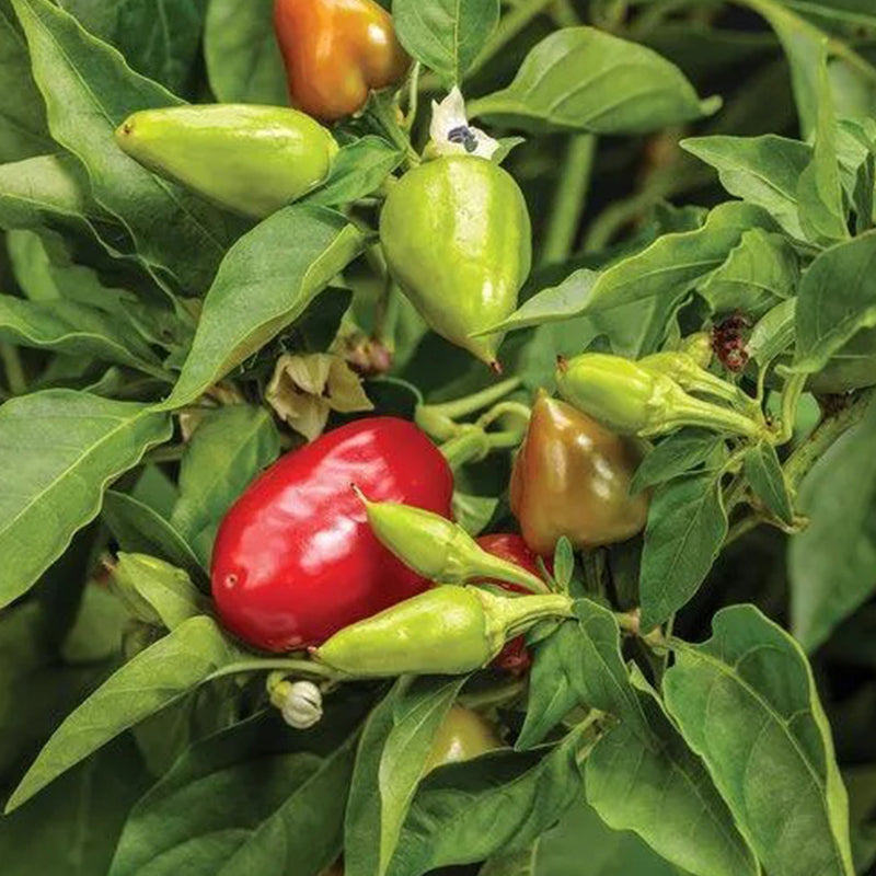 Hot Pepper Seeds