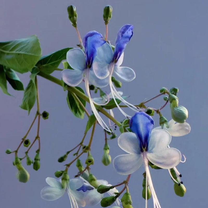 Blue Butterfly Flower Easy