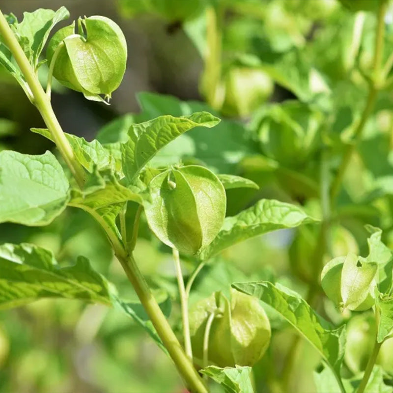 Physalis alkekengi,Strawberry groundcherry,Winter Ground Cherry - Chinese Lantern Seeds