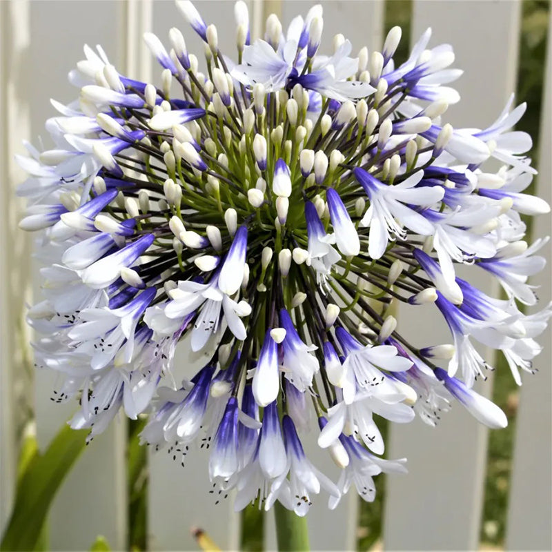 Agapanthus ‘Twister’ African Lily