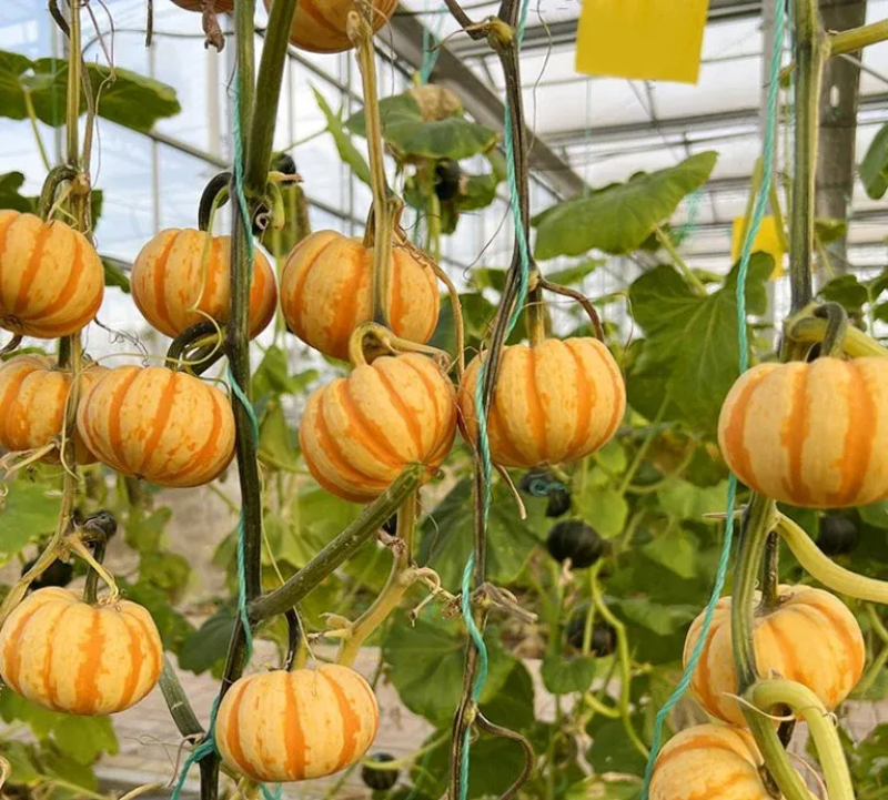 Yellow Beibei Pumpkin Sweet Glutinous BeiBei Mini Chestnut Pumpkin Seeds