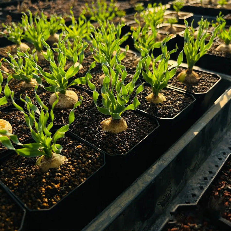 Rare Spring Grass Spiral Succulents
