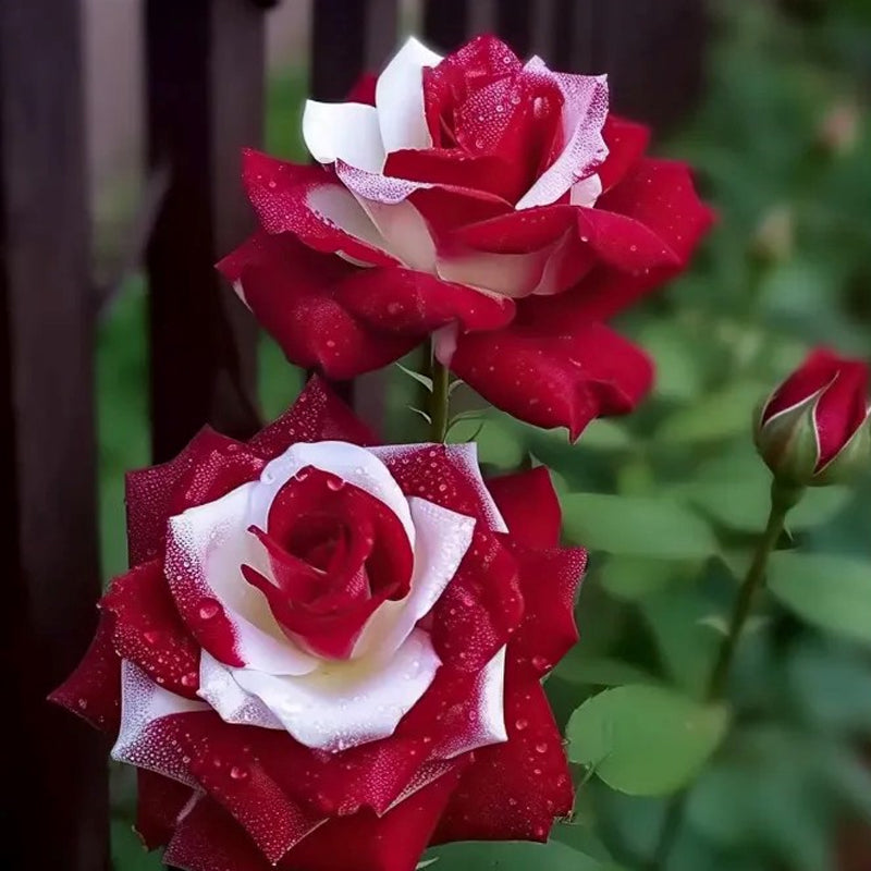 Semillas de rosas gemelas de corazón rojo