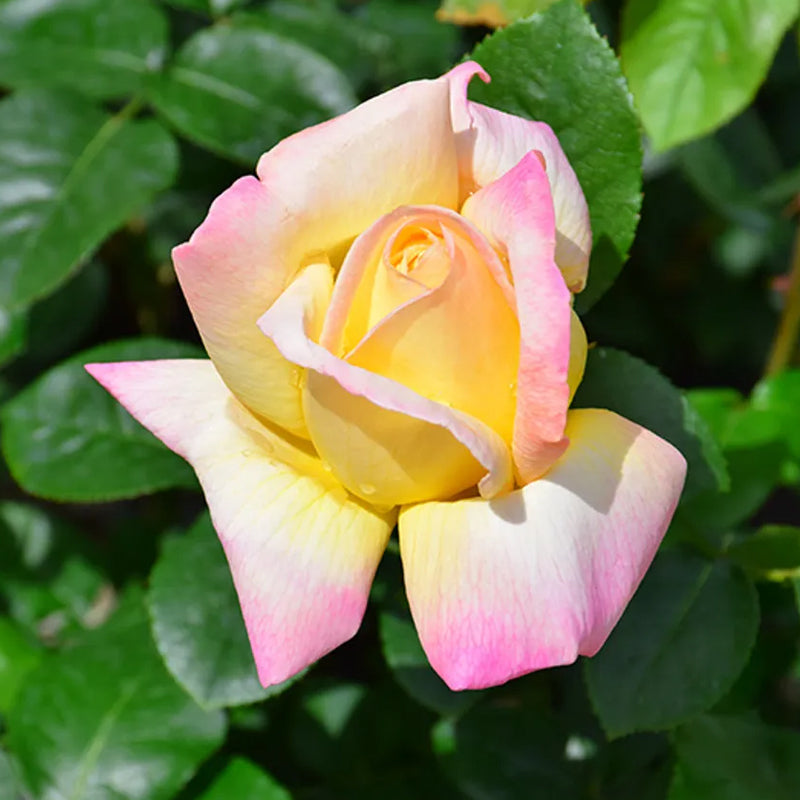 Rosas de la Paz - El Mensajero de la Paz