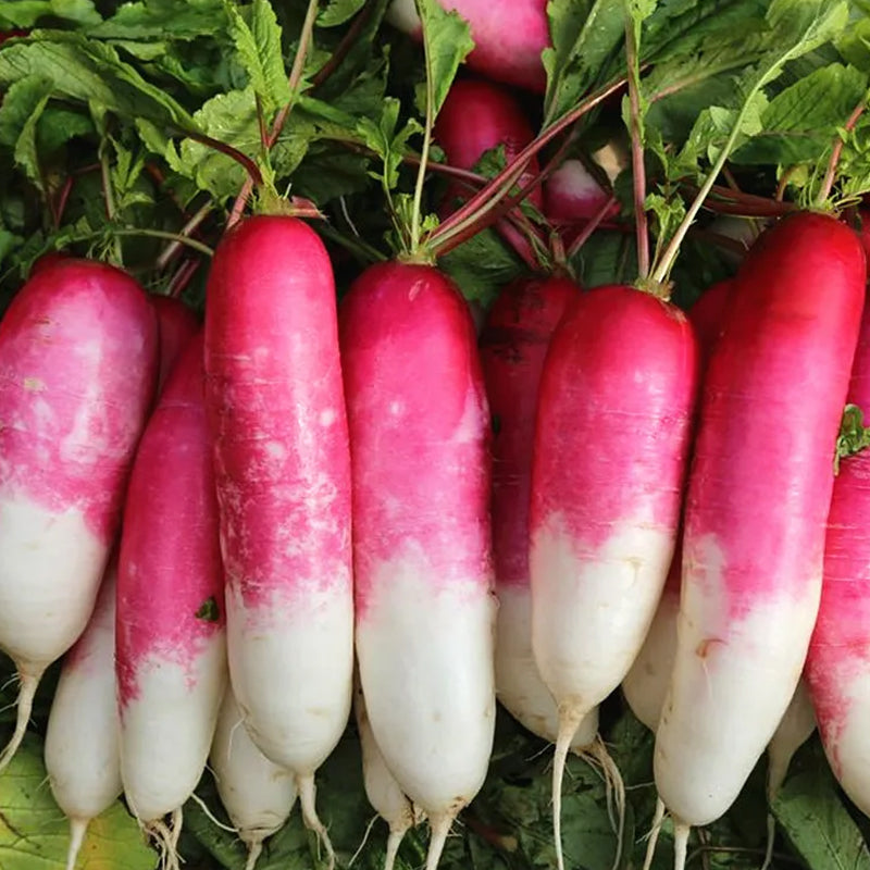 Semillas de rábano de fruto del pulgar