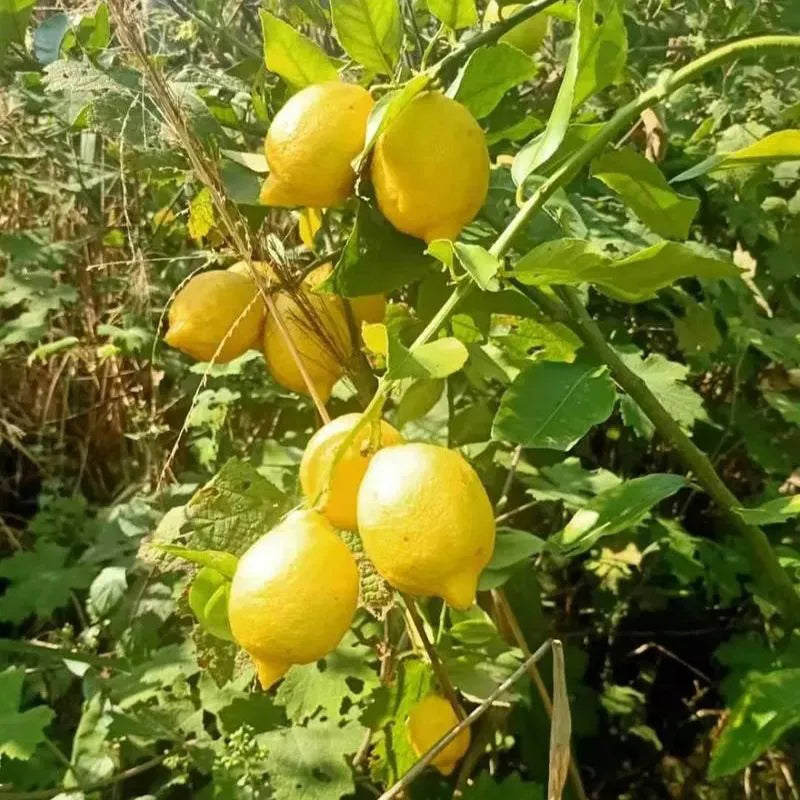 Semillas de limón perfumado con alta tasa de germinación: floración y frutos durante todo el año