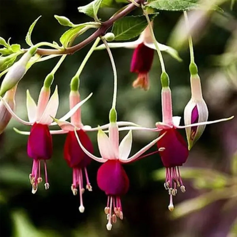 Fuchsia Hybrida Voss Seeds The fairy flower