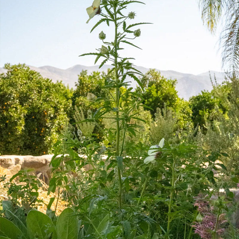 Flower of an Hour (Hibiscus trionum)