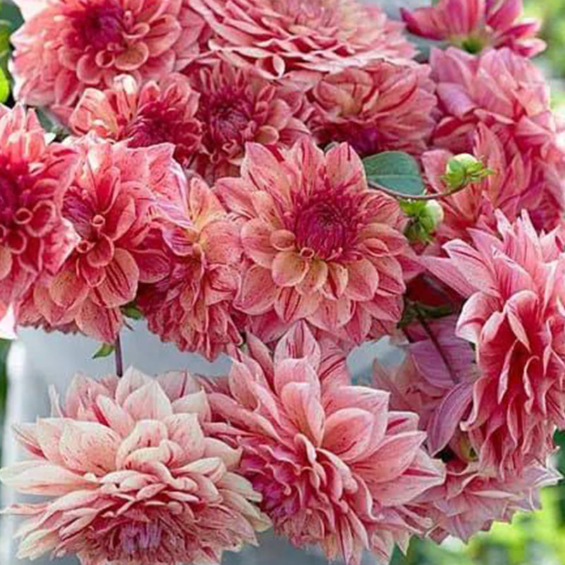 Red & White Mixed Dahlia Seeds