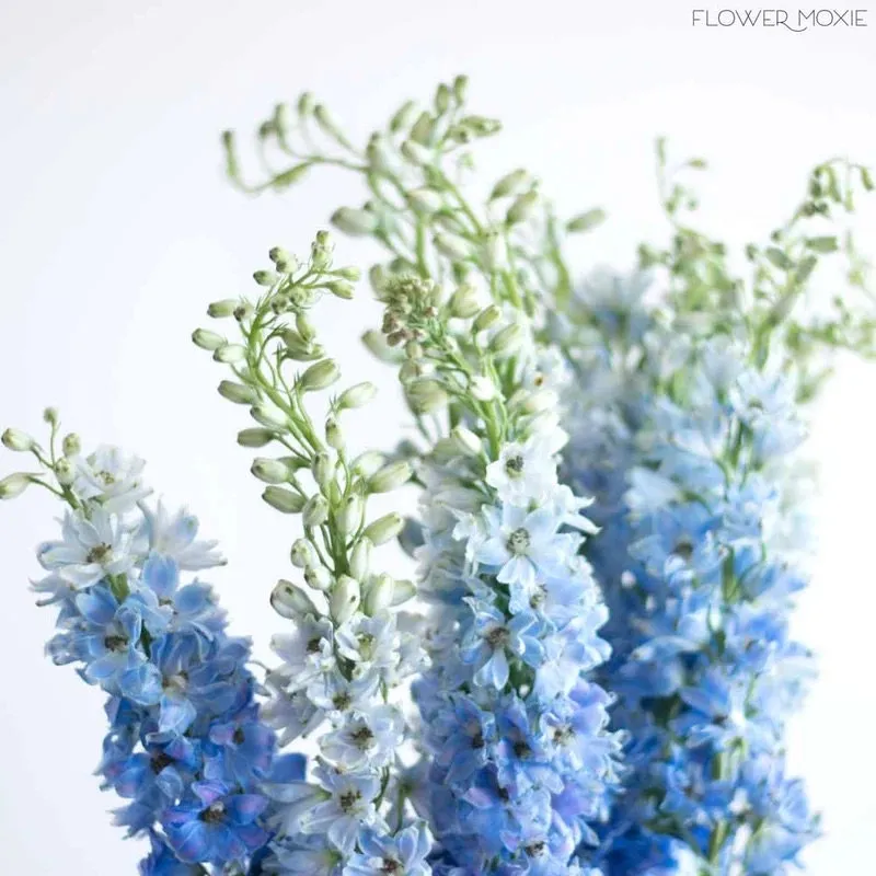 Baby Blue Larkspur Seeds
