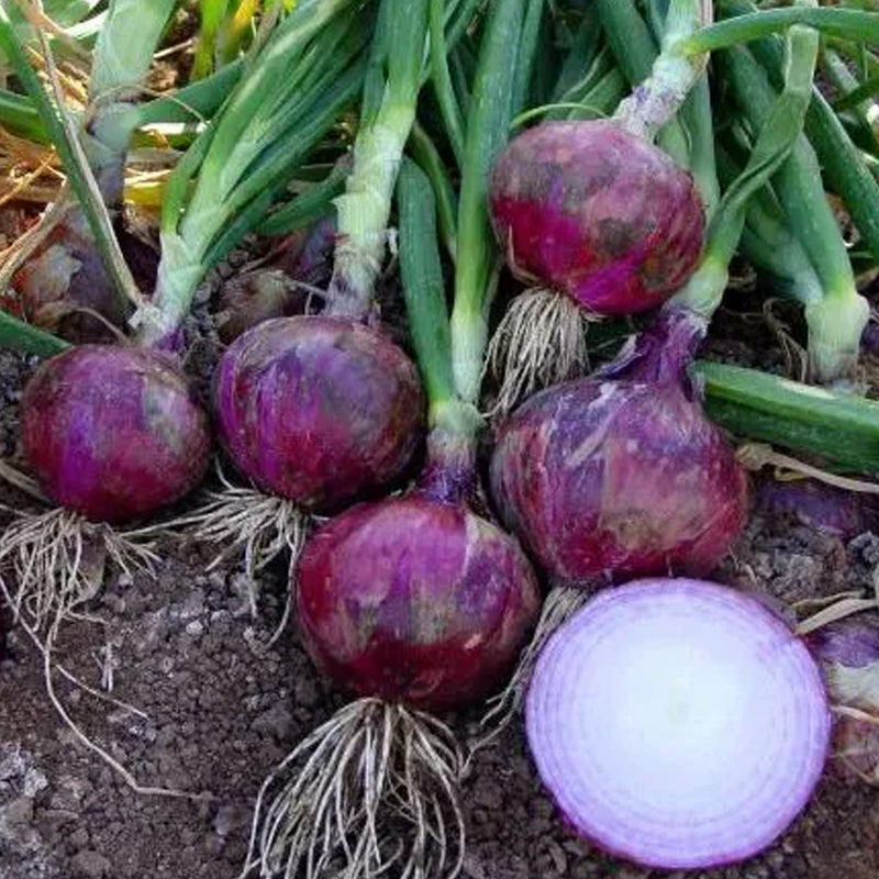 Purple Fruit Onion Vegetable Seeds