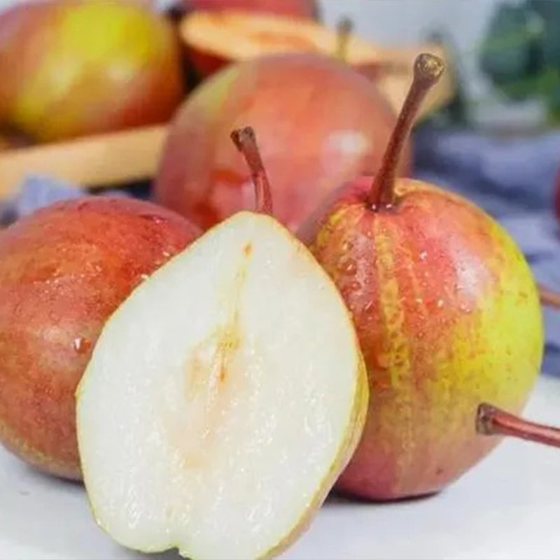 Pyrus pyrifolia 'Nijisseiki'Rainbow Pear Seeds