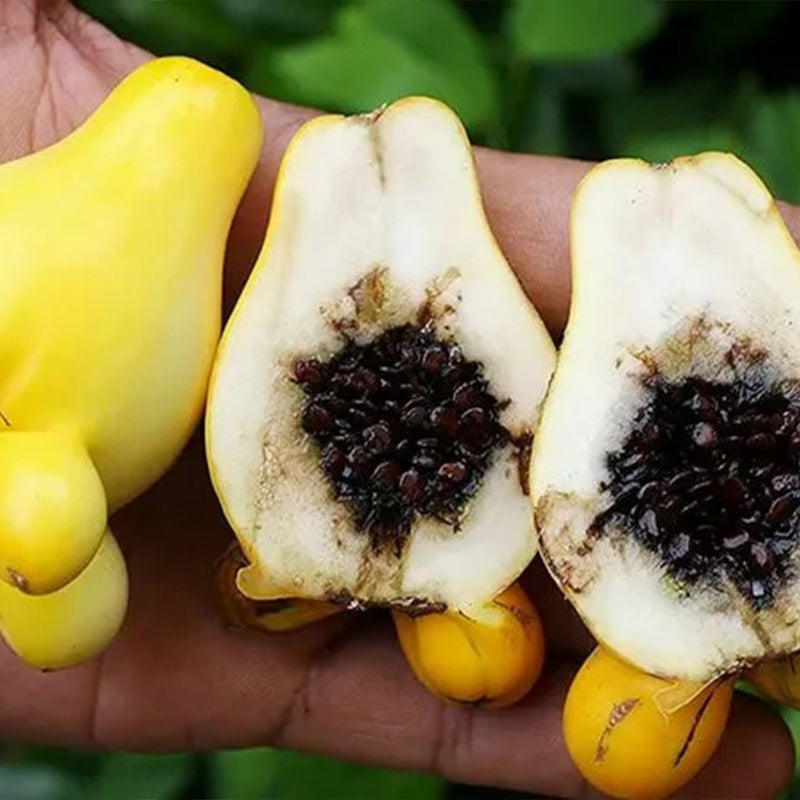 Semillas de fruta de pezón ~ Ubre de vaca ~ Fruta de teta ~ Manzana de Sodoma (Solanum mammosum) ~ Fruta de pezón Fruta extraña de la familia Solanum