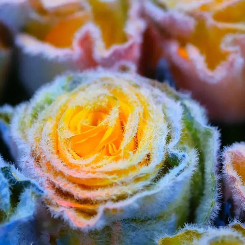 Rainbow Frost Rose Seeds – Add a Touch of Frosted Magic to Your Garden!