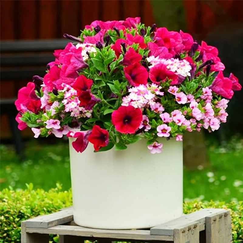 Petunia Seeds Grandiflora Flowers Mixed Rainbow Color
