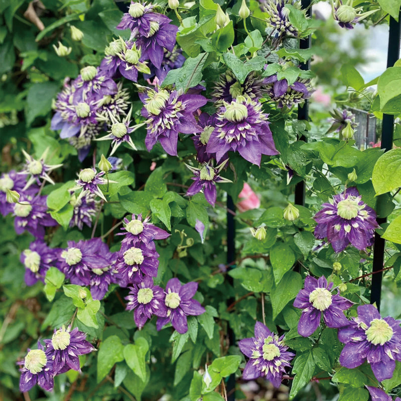 Clematis Taiga Seeds