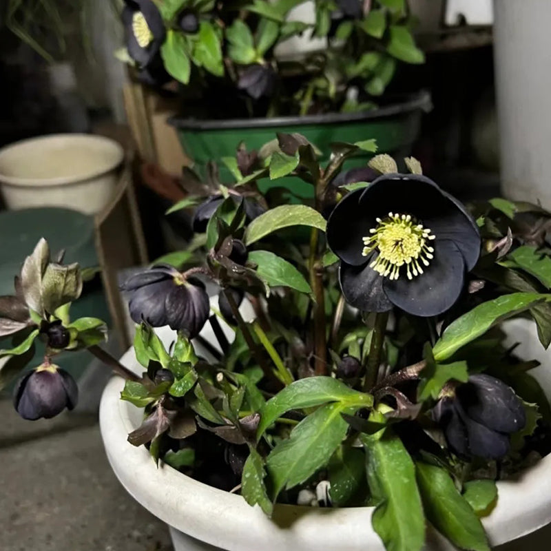 Black Helleborus - Christmas Rose