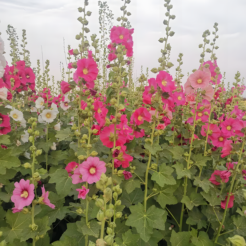 Hollyhock Seeds - Single Mix
