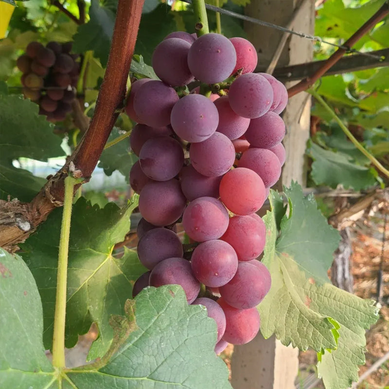 Midknight Beauty Grapes Seeds - Giant Rose (Rose scented)