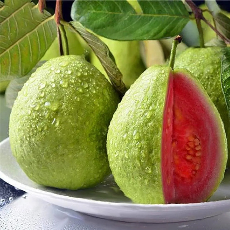 Semillas de guayaba rosa orgánica de guayaba tropical fresa