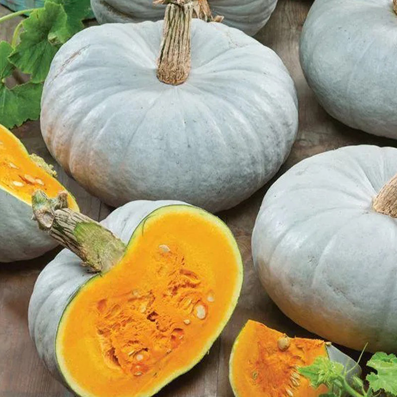 Semillas de calabaza azul
