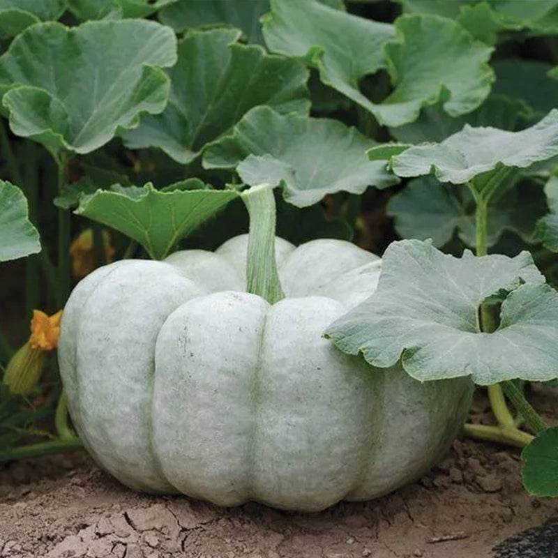 Semillas de calabaza azul