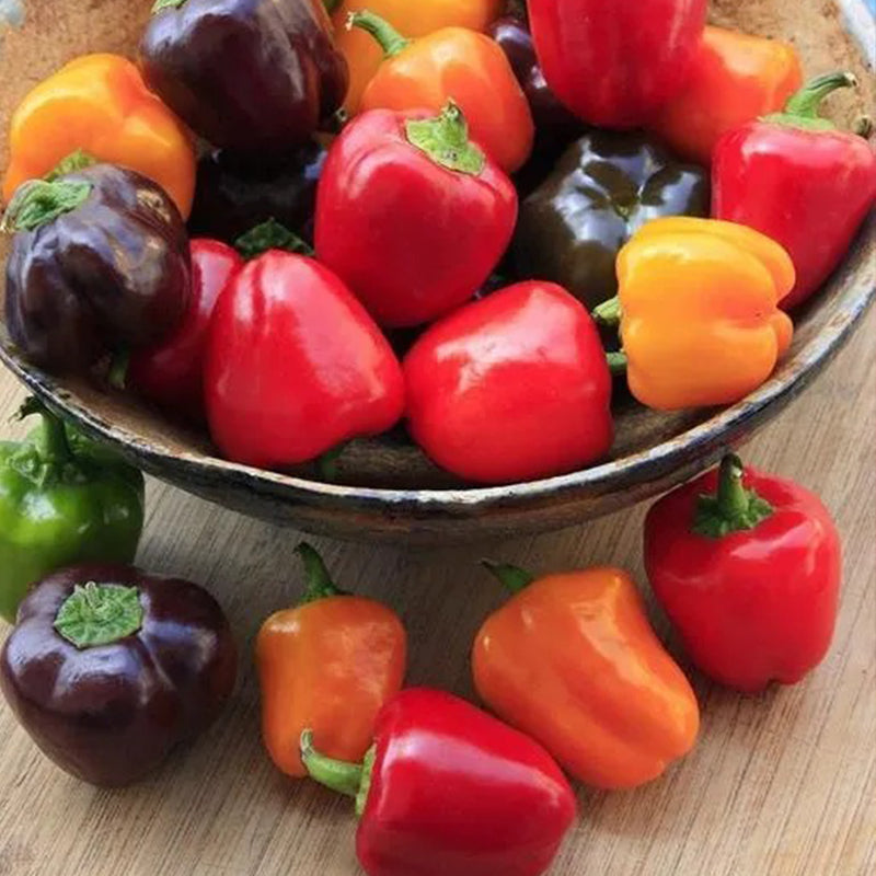 Mini pimientos de chocolate orgánico