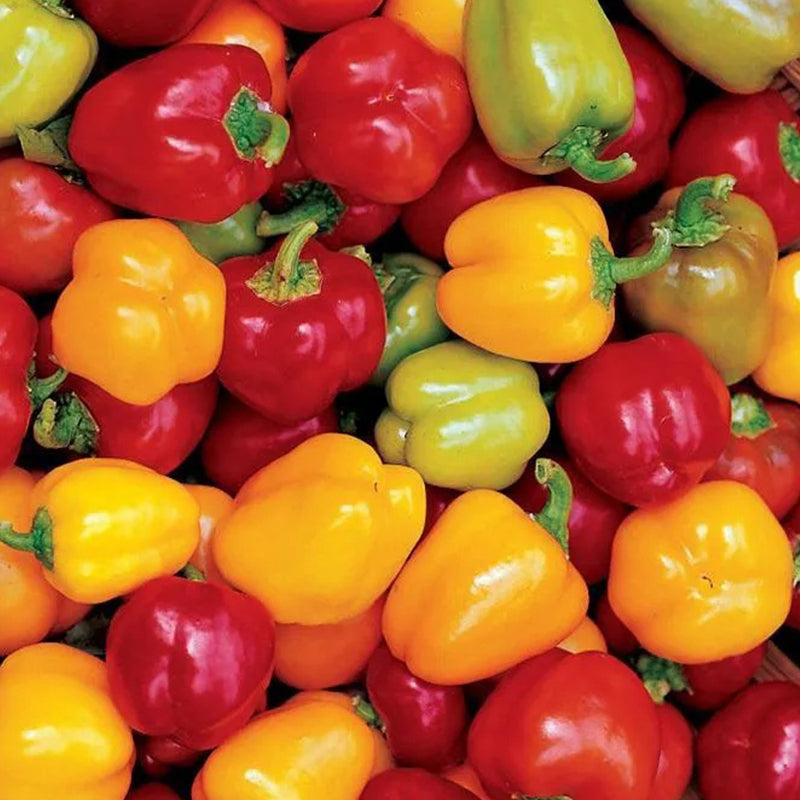 Mini pimientos de chocolate orgánico