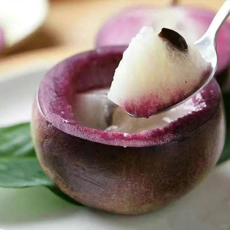 Semillas de fruto de leche: caimito, Chrysophyllum cainito