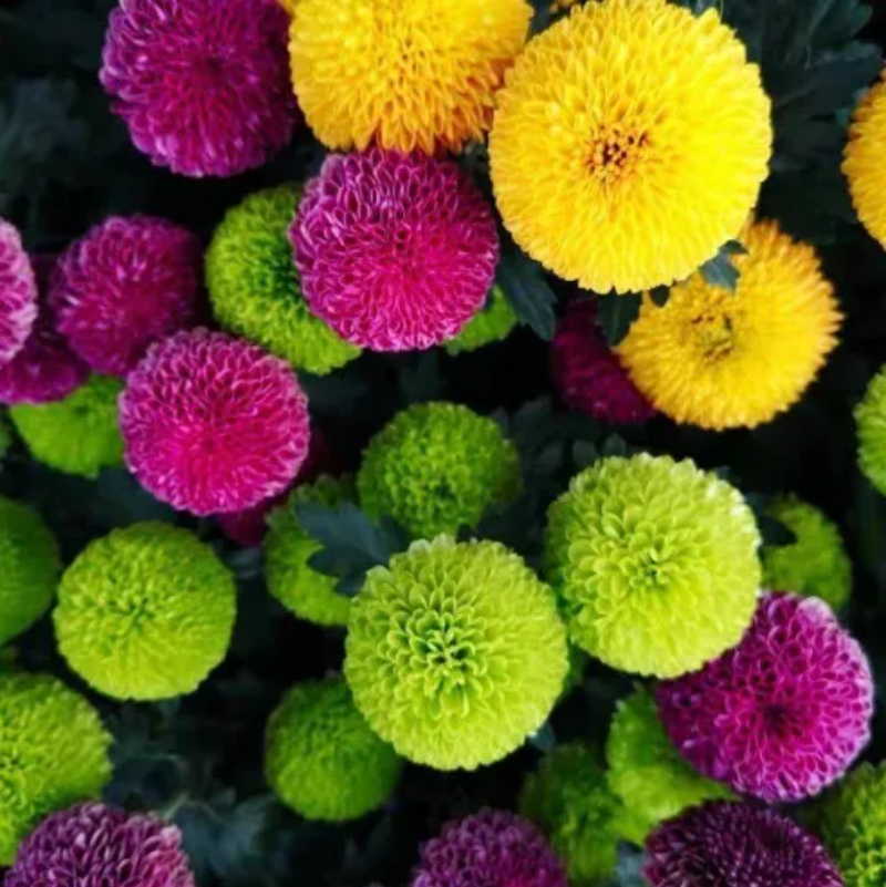 Colorful Ping Pong Chrysanthemum Seeds